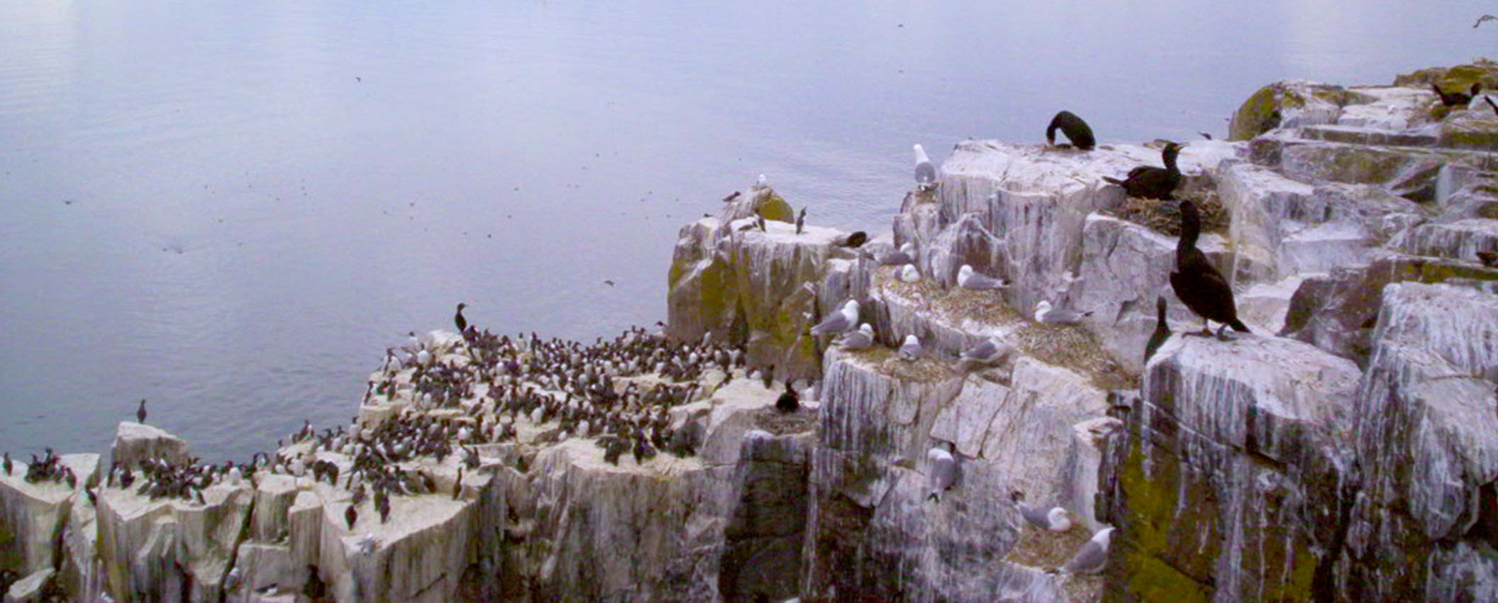 2006 Farne Islands