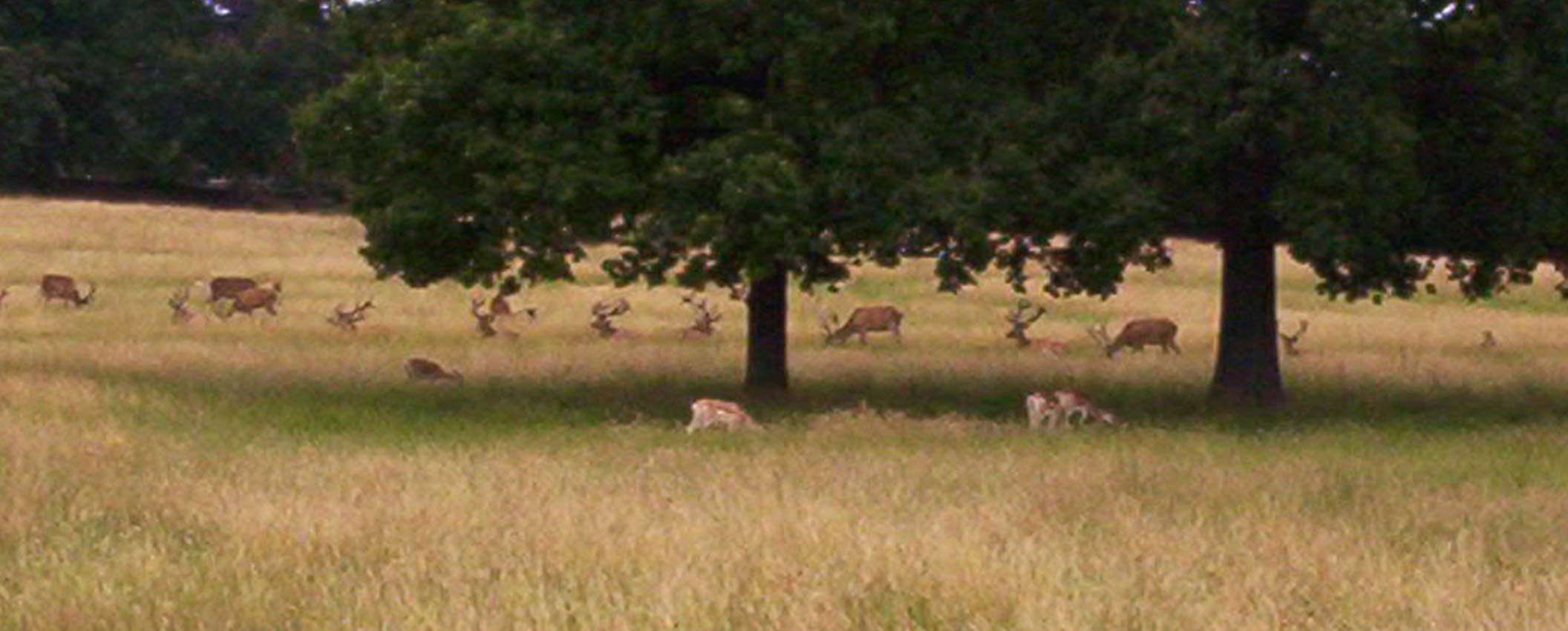 2004 Nottingham Wollaton House Deer Park